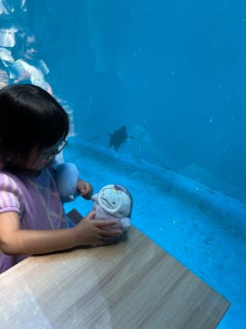 上越市立水族博物館 うみがたりに投稿された画像（2024/6/29）