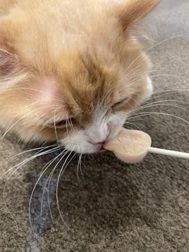 猫カフェモカ　立川店に投稿された画像（2024/6/30）