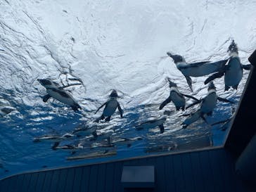 サンシャイン水族館に投稿された画像（2024/6/30）