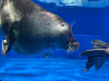 サンシャイン水族館に投稿された画像（2024/6/30）