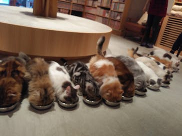 猫カフェモカ　神戸三宮店に投稿された画像（2024/6/30）