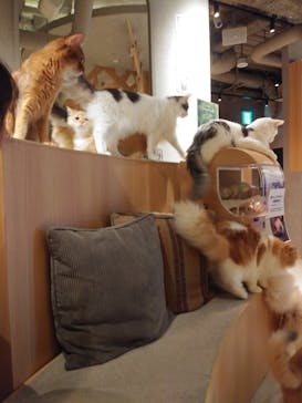 猫カフェモカ　神戸三宮店に投稿された画像（2024/6/30）