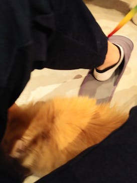 猫カフェモカ　神戸三宮店に投稿された画像（2024/6/30）