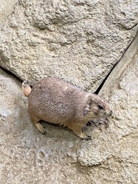 神戸どうぶつ王国に投稿された画像（2024/6/30）