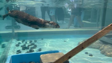 NIFREL（ニフレル）に投稿された画像（2024/6/30）