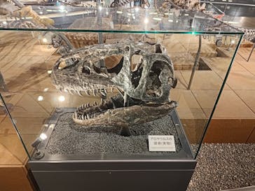 福井県立恐竜博物館に投稿された画像（2024/6/30）