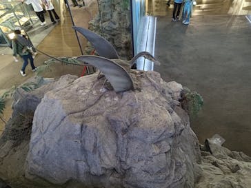 福井県立恐竜博物館に投稿された画像（2024/6/30）