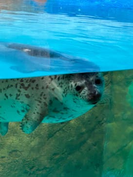しながわ水族館に投稿された画像（2024/6/30）