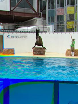 伊豆・三津シーパラダイスに投稿された画像（2024/6/30）