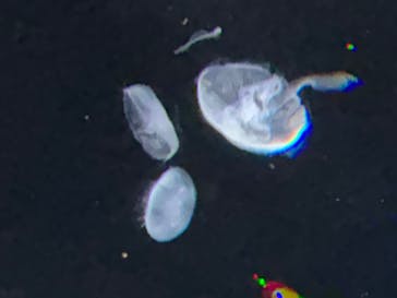 伊豆・三津シーパラダイスに投稿された画像（2024/6/30）