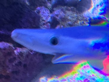 伊豆・三津シーパラダイスに投稿された画像（2024/6/30）