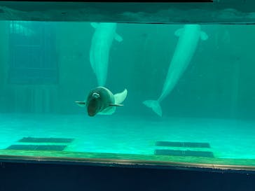 鴨川シーワールドに投稿された画像（2024/6/30）