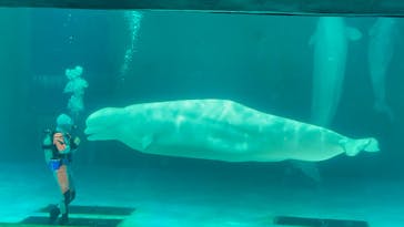 鴨川シーワールドに投稿された画像（2024/6/30）