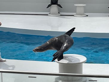 鴨川シーワールドに投稿された画像（2024/6/30）