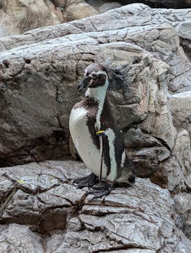 よこはま動物園ズーラシアに投稿された画像（2024/6/30）