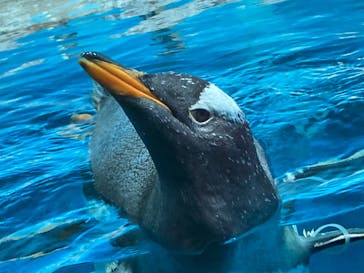 鴨川シーワールドに投稿された画像（2024/6/30）