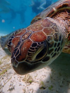 宮古島 ADVENTURE PiPi（ミヤコジマ アドベンチャー ピピ）に投稿された画像（2024/6/30）