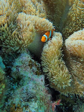 宮古島 ADVENTURE PiPi（ミヤコジマ アドベンチャー ピピ）に投稿された画像（2024/6/30）