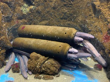 仙台うみの杜水族館に投稿された画像（2024/6/30）