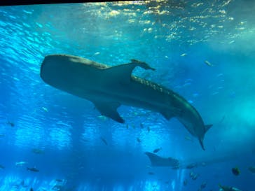 沖縄美ら海水族館に投稿された画像（2024/6/30）