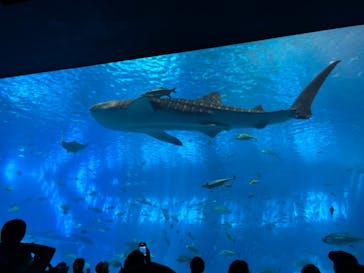 沖縄美ら海水族館に投稿された画像（2024/6/30）
