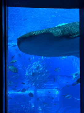 沖縄美ら海水族館に投稿された画像（2024/6/30）
