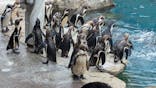 アクアワールド茨城県大洗水族館に投稿された画像（2024/6/30）