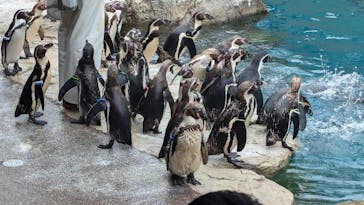 アクアワールド茨城県大洗水族館に投稿された画像（2024/6/30）