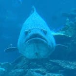 名古屋港水族館に投稿された画像（2024/6/30）