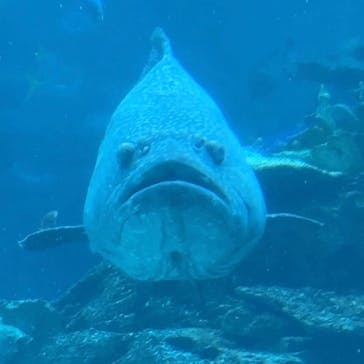 名古屋港水族館に投稿された画像（2024/6/30）