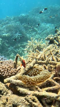 西表島 ADVENTURE PiPi（アドベンチャーピピ）に投稿された画像（2024/6/30）