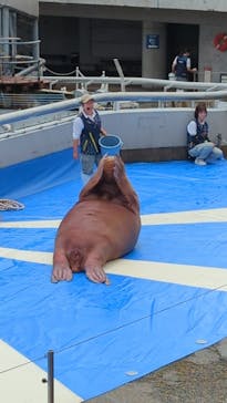 大分マリーンパレス水族館 「うみたまご」に投稿された画像（2024/6/30）