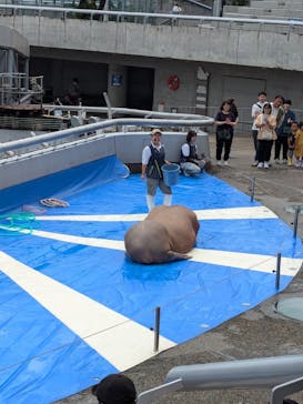 大分マリーンパレス水族館 「うみたまご」に投稿された画像（2024/6/30）