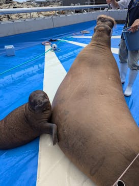 大分マリーンパレス水族館 「うみたまご」に投稿された画像（2024/6/30）