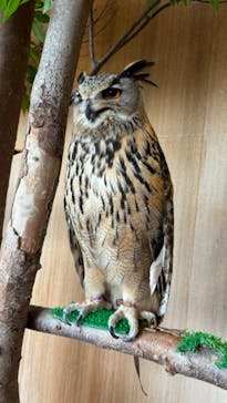 Moff animal cafe 小田原ダイナシティ店に投稿された画像（2024/6/30）