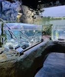 カワスイ 川崎⽔族館に投稿された画像（2024/6/30）