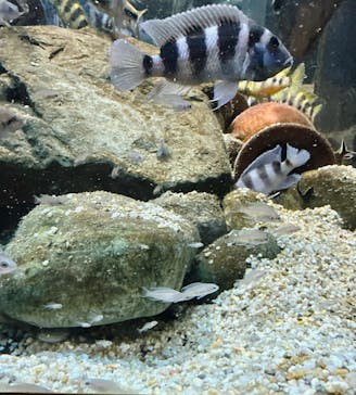 カワスイ 川崎⽔族館に投稿された画像（2024/6/30）