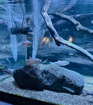 カワスイ 川崎⽔族館に投稿された画像（2024/6/30）