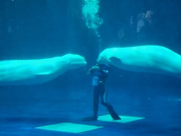 島根県立 しまね海洋館に投稿された画像（2024/6/30）