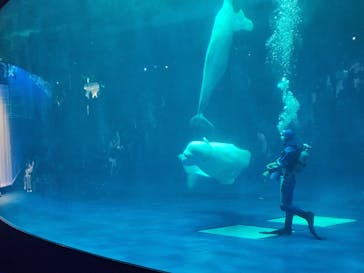 島根県立 しまね海洋館に投稿された画像（2024/6/30）