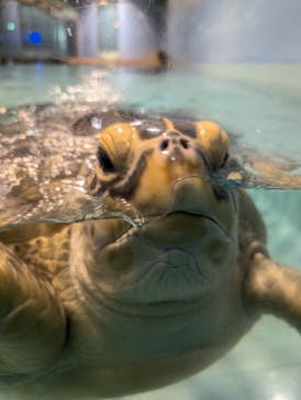 マリンワールド海の中道に投稿された画像（2024/6/30）