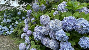 奈良斑鳩ツーリズムWaikaru（ワイカル）に投稿された画像（2024/6/30）