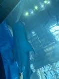沖縄美ら海水族館に投稿された画像（2024/6/30）