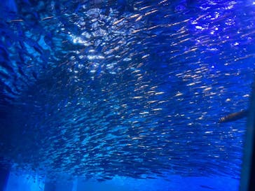 横浜・八景島シーパラダイスに投稿された画像（2024/6/30）