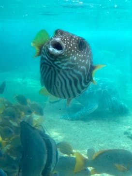 横浜・八景島シーパラダイスに投稿された画像（2024/6/30）