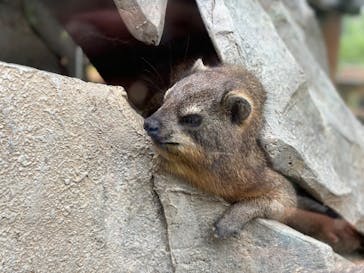 神戸どうぶつ王国に投稿された画像（2024/6/30）