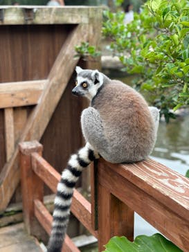 神戸どうぶつ王国に投稿された画像（2024/6/30）