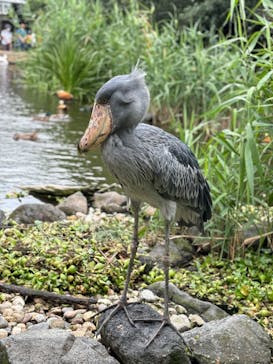 神戸どうぶつ王国に投稿された画像（2024/6/30）