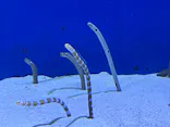 仙台うみの杜水族館に投稿された画像（2024/6/30）