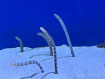 仙台うみの杜水族館に投稿された画像（2024/6/30）